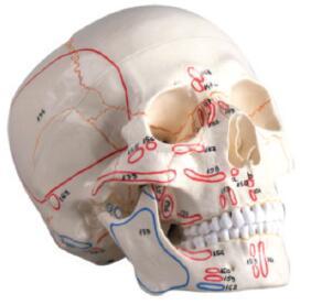 頭顱骨模型附肌肉標(biāo)記