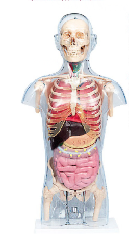 頭頸軀干骨、骨盆與內(nèi)臟關(guān)系附透明軀殼模型