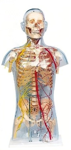 透明男性軀干骨附主要動脈和神經(jīng)分布