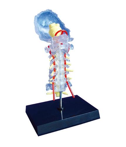 透明枕骨頸椎和椎動脈脊神經(jīng)腦干模型