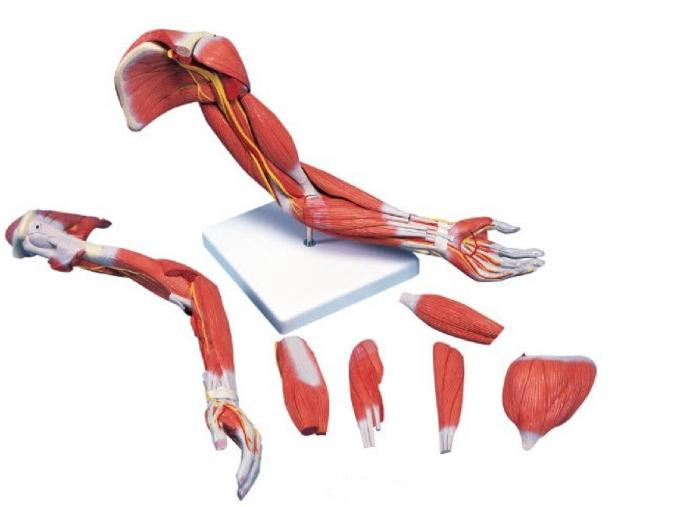 上肢層次解剖模型（7部件）