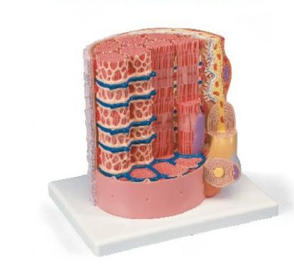 微觀解剖肌纖維模型