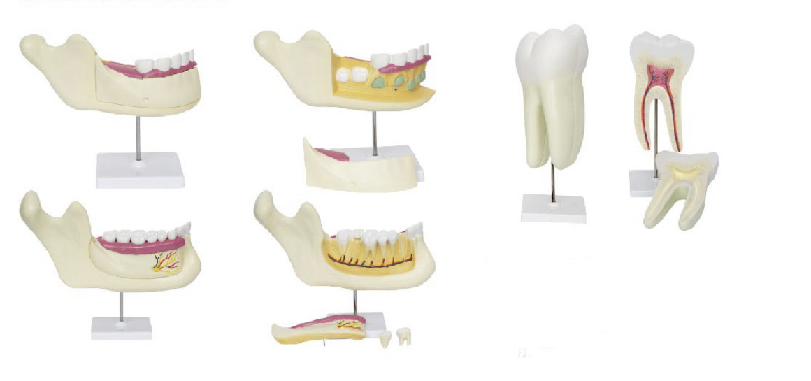 磨牙、乳牙、恒牙模型