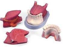 舌解剖連、牙模型（三部件）