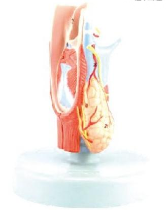 喉軟骨及喉肌解剖模型