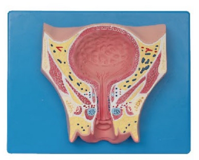 女性盆部經(jīng)膀胱冠狀切模型