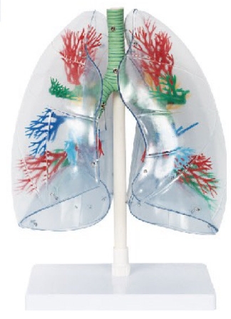 透明肺、氣管、支氣管和心臟模型
