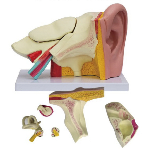 耳（外、中、內(nèi)）解剖模型