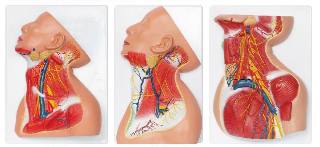 頸部淺、中、深層解剖模型