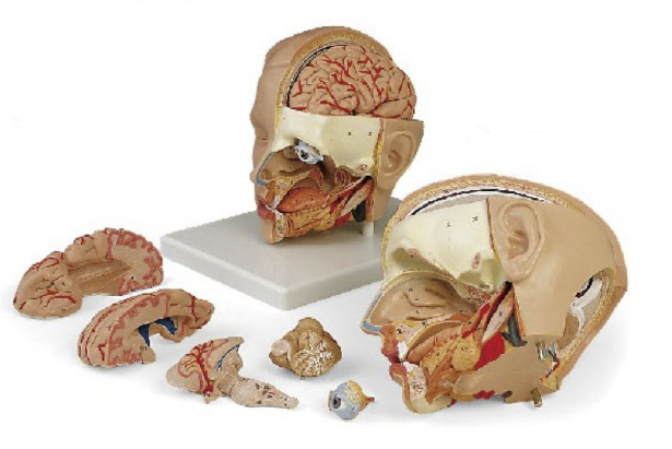 頭解剖附腦模型