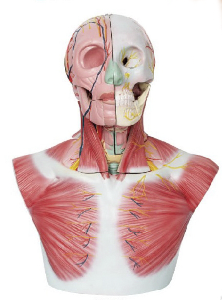 頭部、頸部層次解剖模型附腦N、A