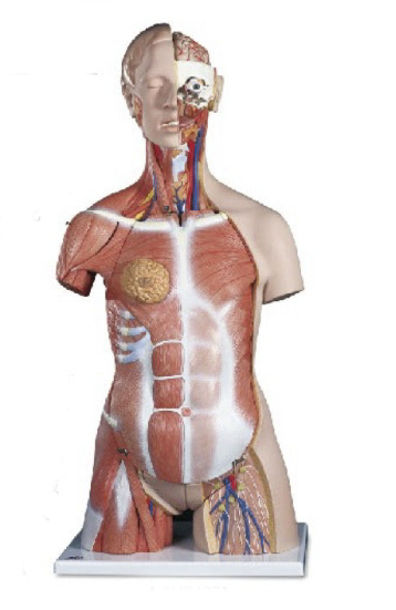 附肌肉的兩性軀干模型