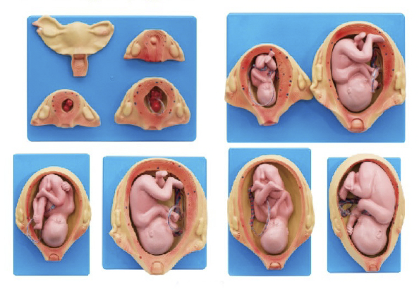 胎兒妊娠發(fā)育過程模型（10部件）