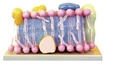 細(xì)胞膜模型