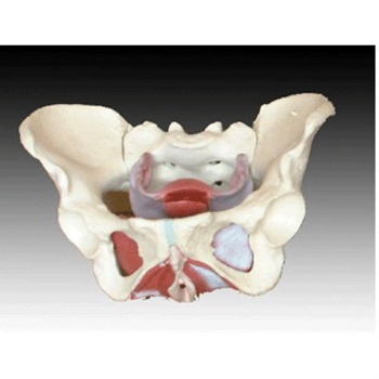 女性骨盆及盆底肌肉模型