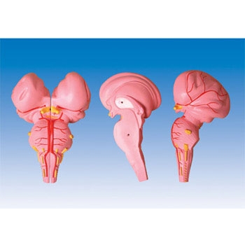 腦干矢狀切面模型