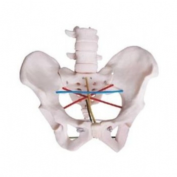 骨盆測量模型【JD/F22】