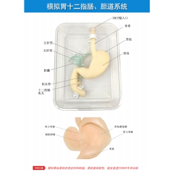 胃鏡與ERCP檢查訓(xùn)練模型